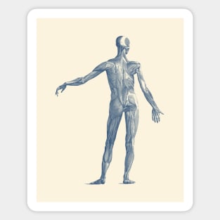 Human Muscular System - Vintage Anatomy Sticker